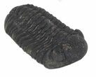 Austerops Trilobite Fossil - Rock Removed #55853-3